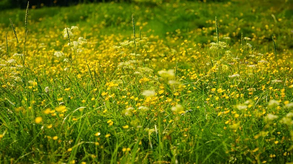 Prairie fleurie au printemps ou en été . — Photo