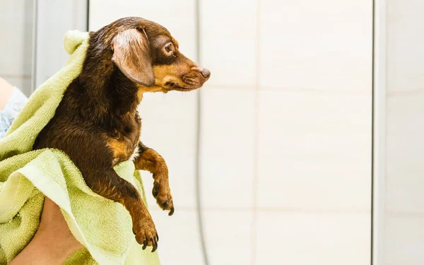 Személy szárítási kutya fürdés után — Stock Fotó
