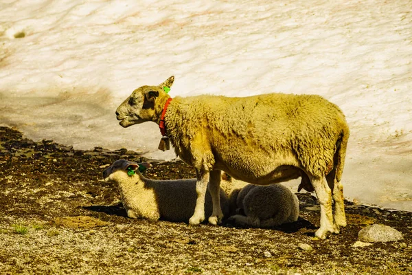 Madre di pecora con agnelli sul prato — Foto Stock