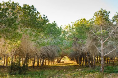 Çam ağaçlarıyla kıyı manzarası.