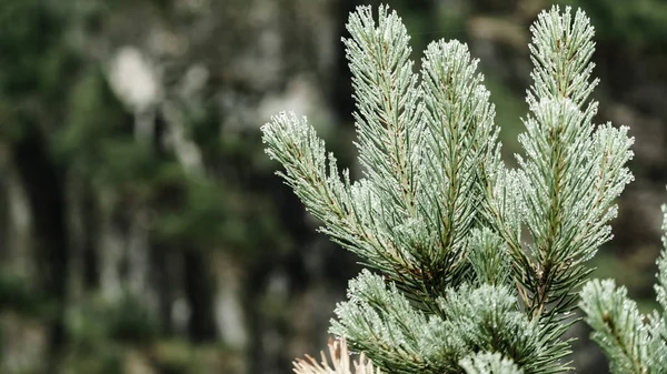 Grön Barr träds tall — Stockfoto