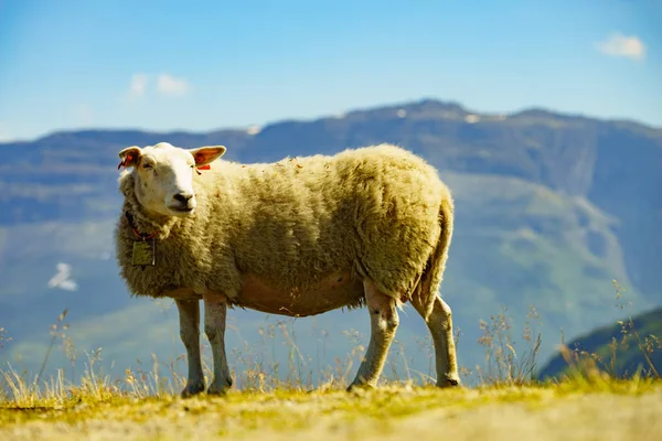 Овцы в горах, Норвегия — стоковое фото