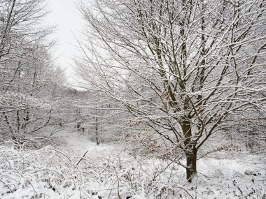 Kış ormanı. Karla kaplı ağaçlar.