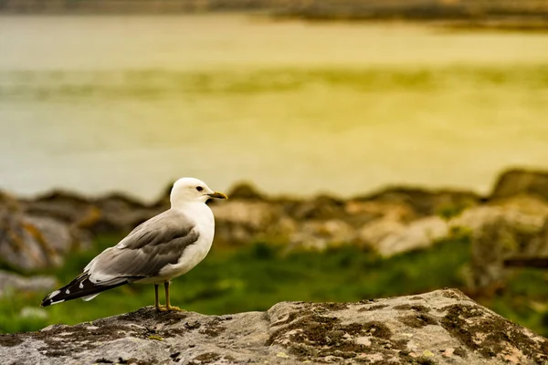 Seagull na brzegu fiordu morskiego — Zdjęcie stockowe