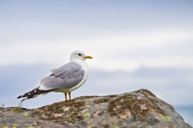 Deniz fiyort sahilinde martı