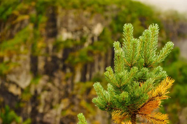 녹색 응수 소나무 — 스톡 사진