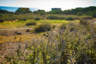 Akdeniz doğası. Dikenli bitki