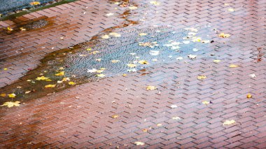 Su birikintileriyle sonbahar kaldırımı ve sonbaharda dökülen sarı yapraklar..