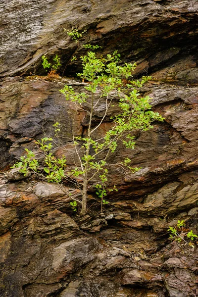 Grüner Einzelner Baum Auf Steinernem Bergfelsen — Stockfoto