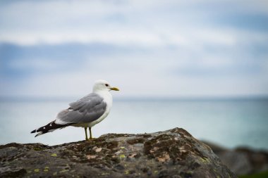 Norveç 'teki Lofoten adalarında martı kuşuyla taştan deniz kıyısında. Hava bulutlu. Vahşi kuzey doğası.