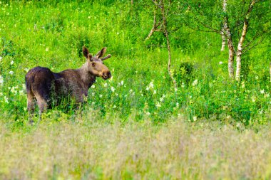 Parktaki yeşil çayır üzerinde genç bir geyik