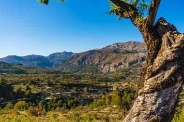 Eski zeytin ağacı ve dağlar kayalık arazi, Alicante bölgesi, Costa Blanca bayramı, İspanya