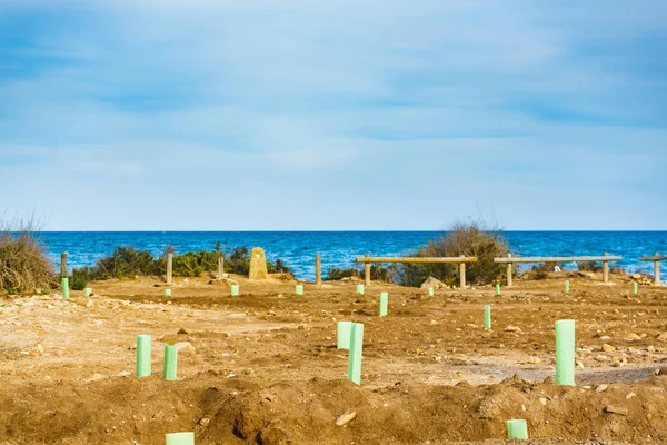 Fence Encloses Protects Young Tree Beach Sea Shore Sapling Environmental — Stock Photo, Image