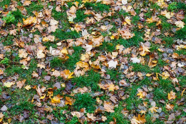 緑の草を背景にカラフルな秋のカエデの葉 — ストック写真