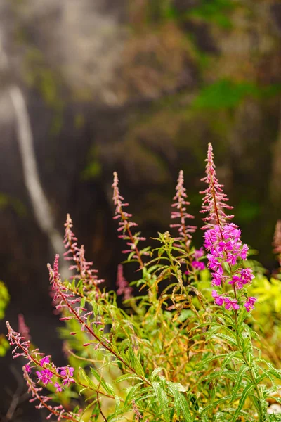 Flores Violetas Naturaleza Primavera Verano Zona Noroeste Las Montañas  Cascada: fotografía de stock © Anetlanda #454982550 | Depositphotos