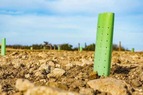 Kerítés Veszi Körül Védi Fiatal Tengerparton Sapling Környezetvédelem — Stock Fotó