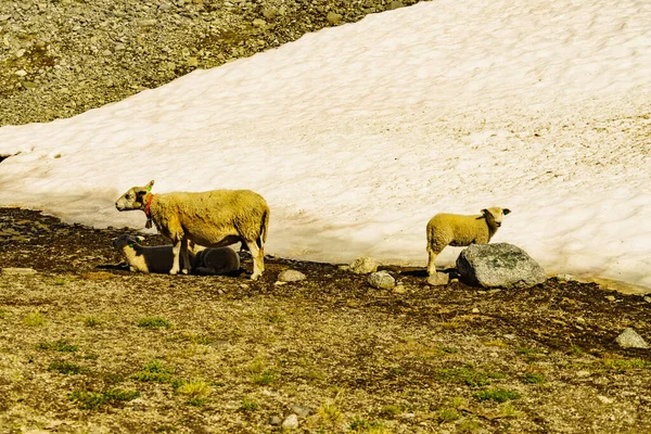 Madre Pecora Con Agnellini Sdraiati Sulla Radura Delle Montagne Norvegia — Foto Stock