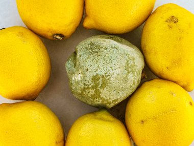 Sağlıklı ve yeşil küflü limon turunçgilleri. Çürük mantar yemekleri..
