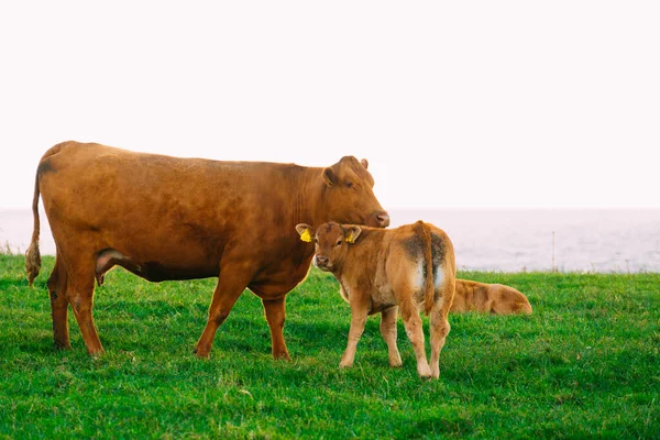 Корова Теленок Лугу Спокойная Сельская Местность — стоковое фото