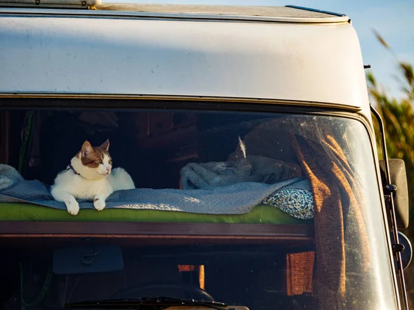 猫躺在房车的床上 环视着前面的窗玻璃 带着宠物开车回家 — 图库照片