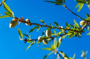 Dallardaki zeytinler mavi gökyüzüne karşı. Genç zeytin bitkisi yetişiyor. Mevsim doğası
