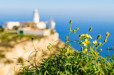 Bahar çiçekleri ve Mesa Roldán deniz feneri, Almerya 'daki Cabo de Gata Nijar Doğal Parkı, Endülüs İspanya. Seyahat hedefi.