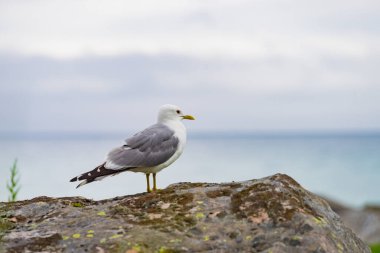 Norveç 'teki Lofoten adalarında martı kuşuyla taştan deniz kıyısında. Hava bulutlu. Vahşi kuzey doğası.