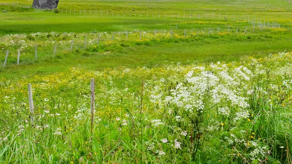 Wiese Mit Blumen Frühling Oder Sommer Auf Den Lofoten Norwegen — Stockfoto