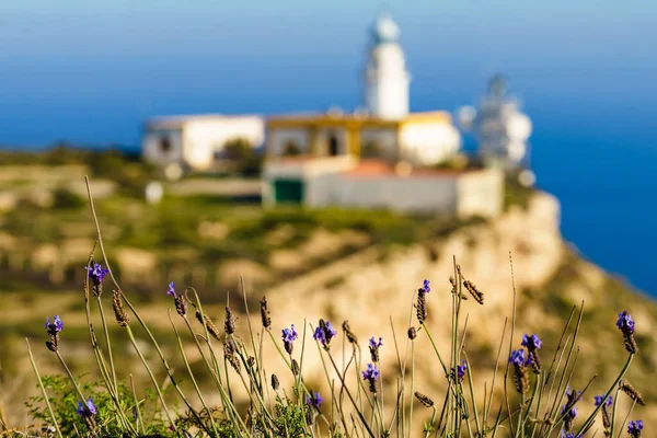 Spring flowers and Mesa Roldan lighthouse, Cabo de Gata Nijar Natural Park in Almeria province, Andalusia Spain. Travel destination.