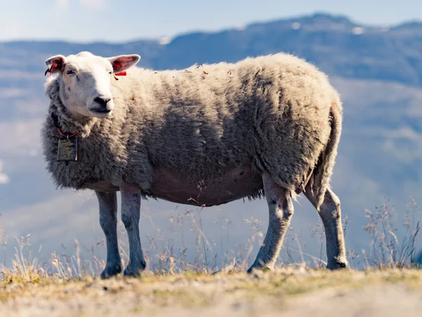 Jediné Ovce Pastvě Horách Norsko Šířku — Stock fotografie