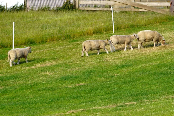 Вівці Пасуться Зеленій Луці Норвезький Ландшафт — стокове фото