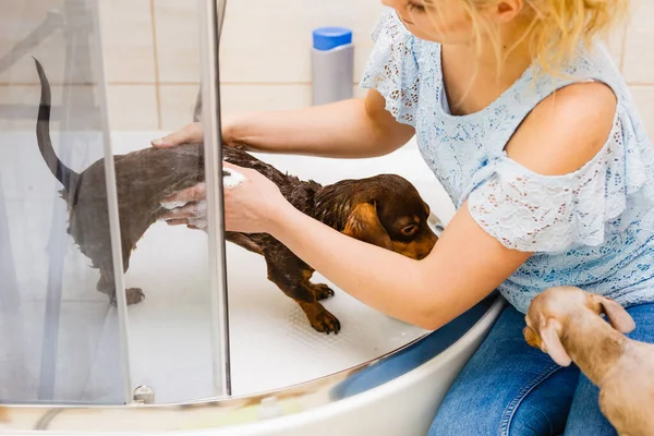 Mulher Cuidar Seu Cãozinho Lavagem Feminina Dachshund Limpeza Sob Chuveiro — Fotografia de Stock