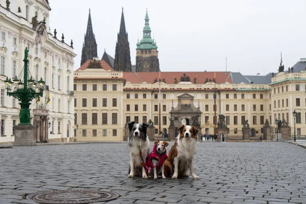 Praga Jest Stolicą Największym Miastem Republice Czeskiej Czternastym Wielkości Miastem — Zdjęcie stockowe