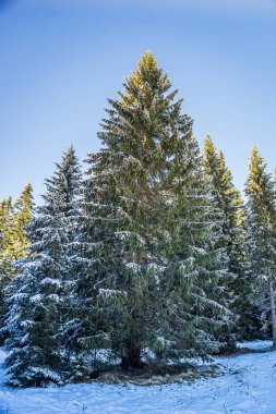 Çek Cumhuriyeti 'nde Sumava olarak bilinen Bohem Ormanı, Orta Avrupa' da alçak bir sıradağdır. Bir tarafta Çek Cumhuriyeti, diğer tarafta Almanya ve Avusturya arasında doğal bir sınır oluşturuyorlar..