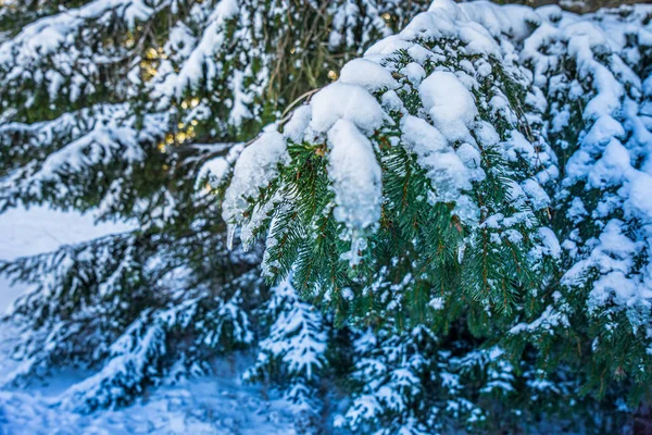 Forêt Bohême Connue Tchèque Sous Nom Sumava Est Une Chaîne — Photo