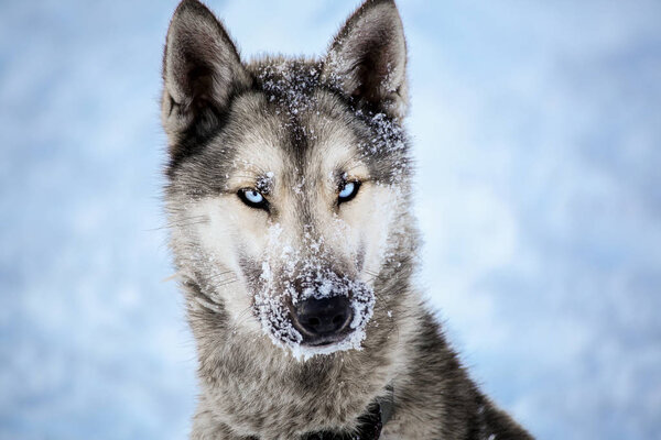 Husky breed dog with blue eyes