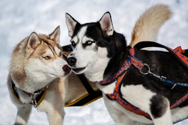 Dog Talk. Beringia, Kamchatka