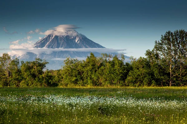 코랴크 화산과 꽃 필드 — 스톡 사진