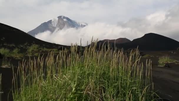 Viento Ondea Hierba Contra Fondo Del Volcán — Vídeos de Stock