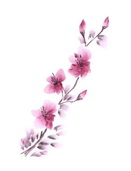 Aquarelle fleur de cerisier. Branche avec des fleurs roses de printemps sur un fond blanc. Isolé — Photo