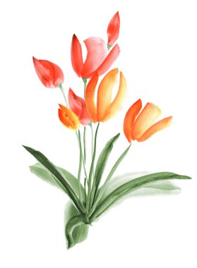 Beyaz bir arka planda turuncu ve kırmızı çiçekli bahar Lale. İzole. Suluboya 