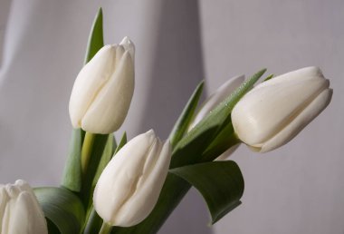 Bahar natürmort Beyaz Lale çiçek buketi ile