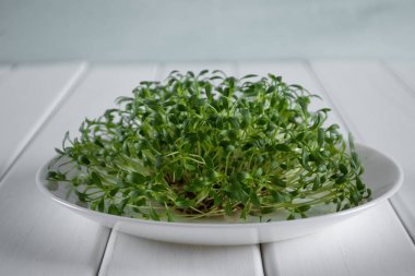 Hazır salata için çimlenme taze tere. Seçici odak makro çekim. 