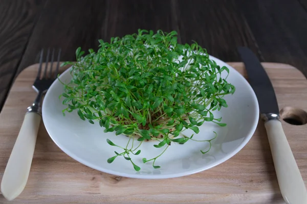 Taze tere hazır salata için çimlenme. 