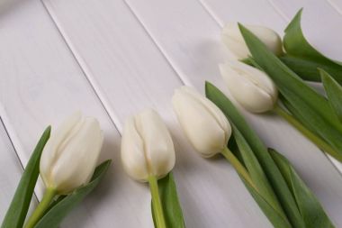 arka plan bahar Lale ile 