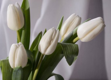 Bahar Beyaz Lale ile natürmort