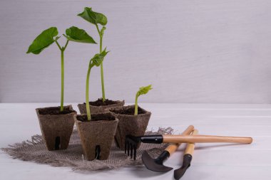 Tencere ile genç fidan ve küçük Bahçe aletleri 