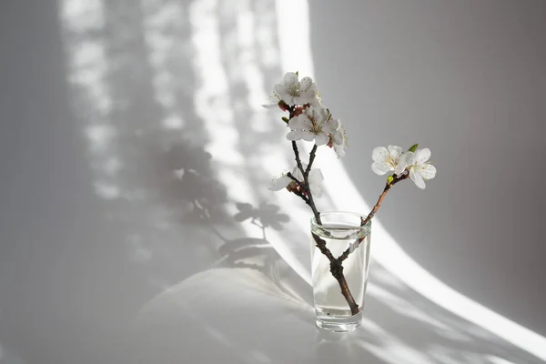 Twig in bloom in a glass vase.Morning sunlight. — Stock Photo, Image