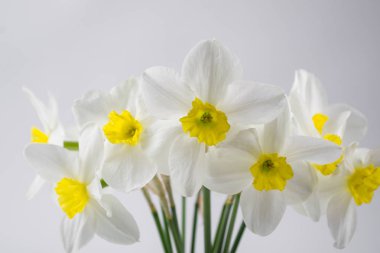  Yumuşak seçici odak. Bahar arka plan bulanık nergis ile