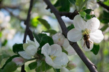 Arı beyaz elma çiçeği çiçekleri pollinates